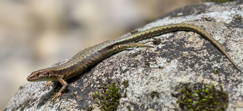 Derjugin's Lizard