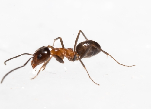 Dorymyrmex thoracicusDorymyrmex thoracicus