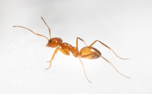 Dorymyrmex paranensis