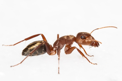 Camponotus crispulusCamponotus crispulus