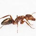 Camponotus crispulus - Photo (c) Dido, all rights reserved, uploaded by Dido