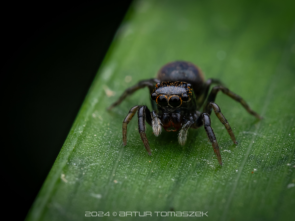 Chinattus in October 2024 by Artur Tomaszek · iNaturalist