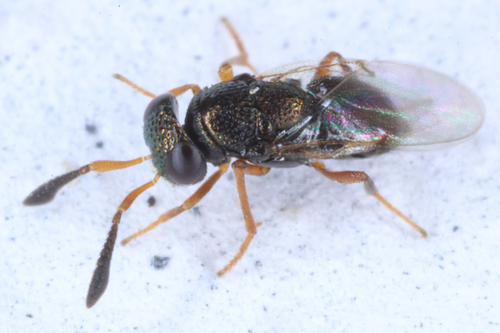 Bothriothorax