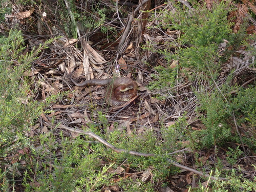 Tiger Snake sighting