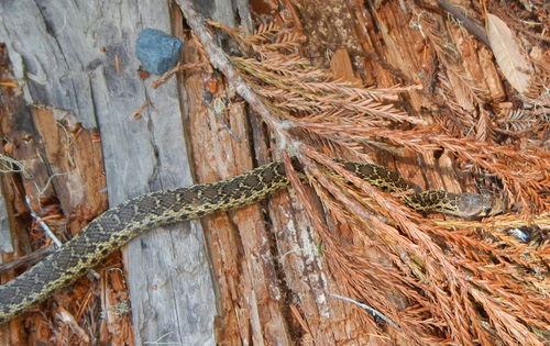 iNaturalist observation photo of Gopher Snake