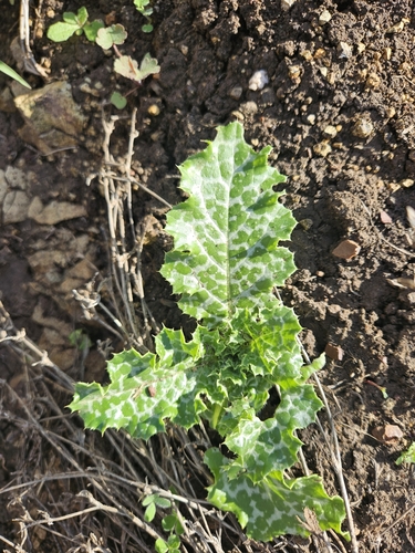 milk thistle