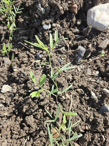 Common Vetch