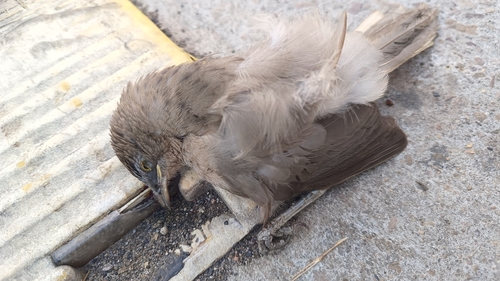 Large Grey Babbler