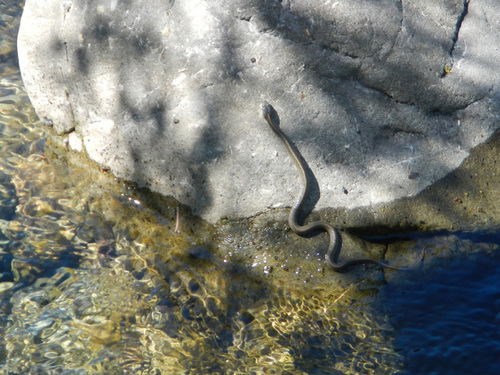 iNaturalist observation photo of Aquatic Garter Snake