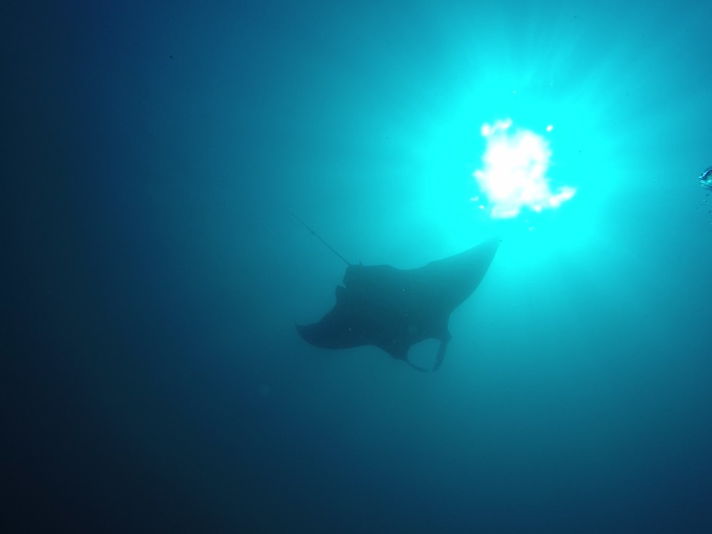 Oceanic Manta Ray