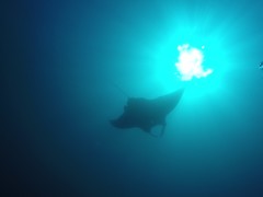 Oceanic Manta Ray