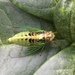 Grass Cicada - Photo (c) Chan,pei-chi, all rights reserved, uploaded by Chan,pei-chi