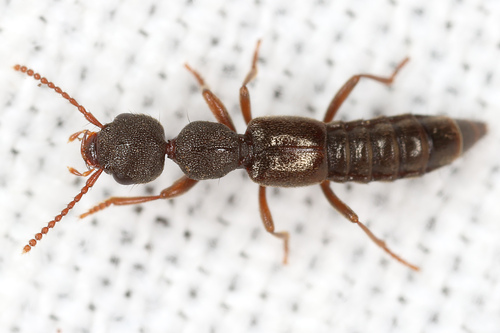 Rugilus rufipes Germar, 1836