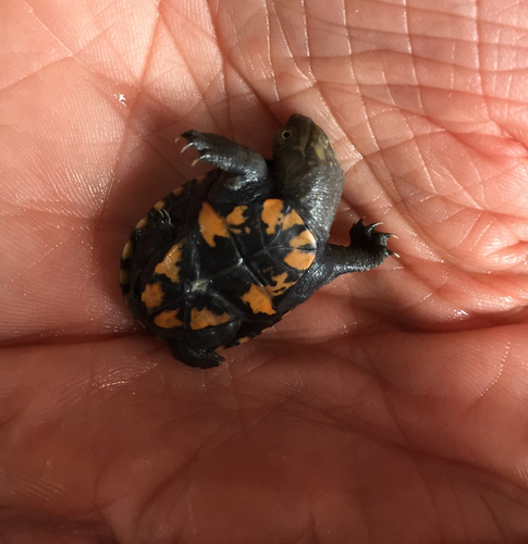 Durango Mud Turtle