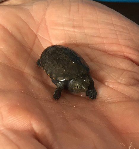 Durango Mud Turtle