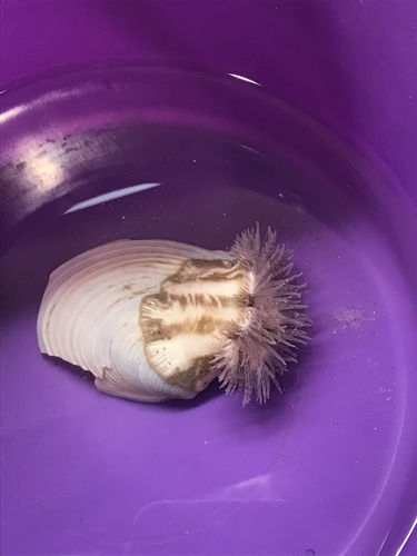 Calliactis tricolor (Le Sueur, 1817)