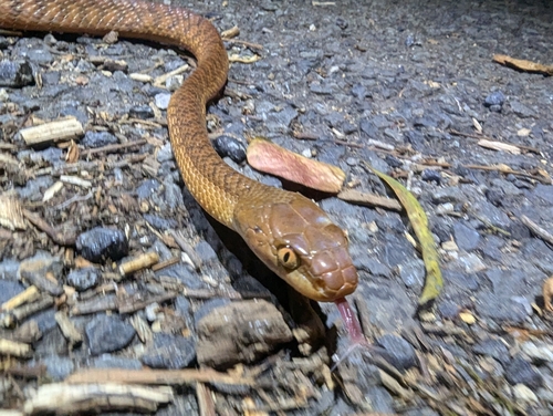 Brown Tree Snake sighting