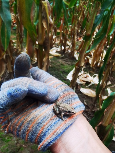 Yellow River Frog