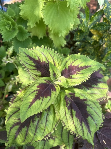 Coleus