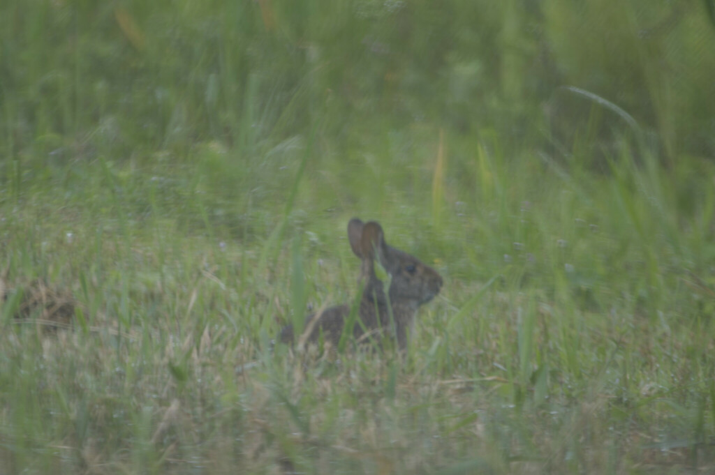 Florida Rabbit Marsh Rabbit from Brevard County, FL, USA on October 6, 2024 at 09:08 ...