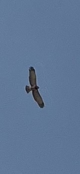 Short-toed Snake-Eagle