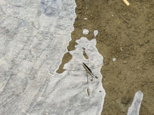 Giant Water Strider