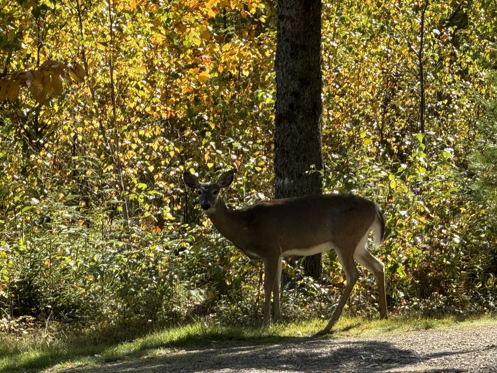 Springfield Nb White-tailed Deer from Bell Hill Rd, Springfield, NB, CA on October 3 ...
