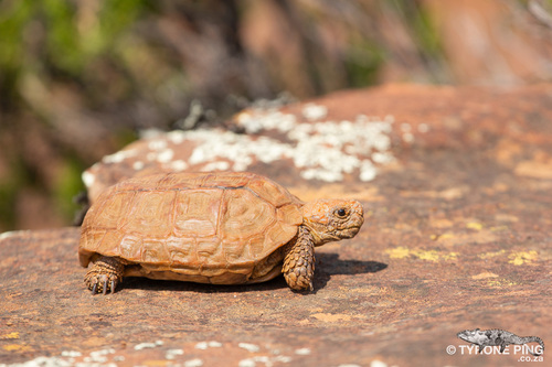 Boulenger's Cape tortoise