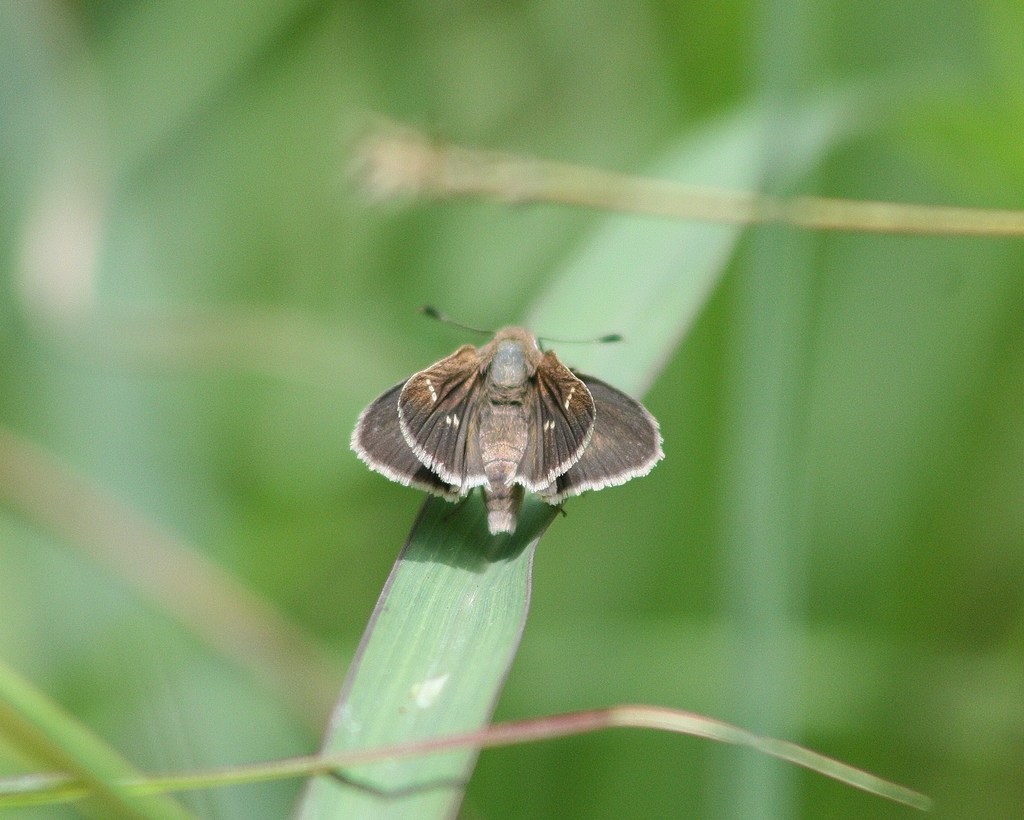 Eufala Skipper - Alabama Butterfly Atlas