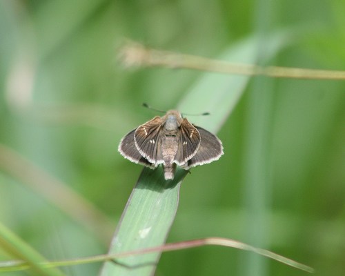 Eufala Skipper