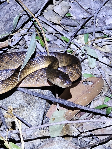 Brown Tree Snake sighting