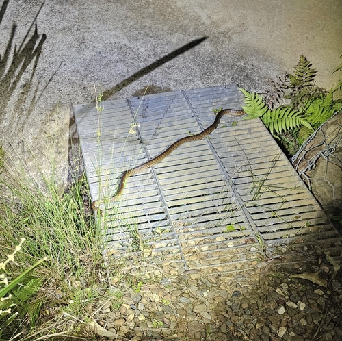 Brown Tree Snake sighting