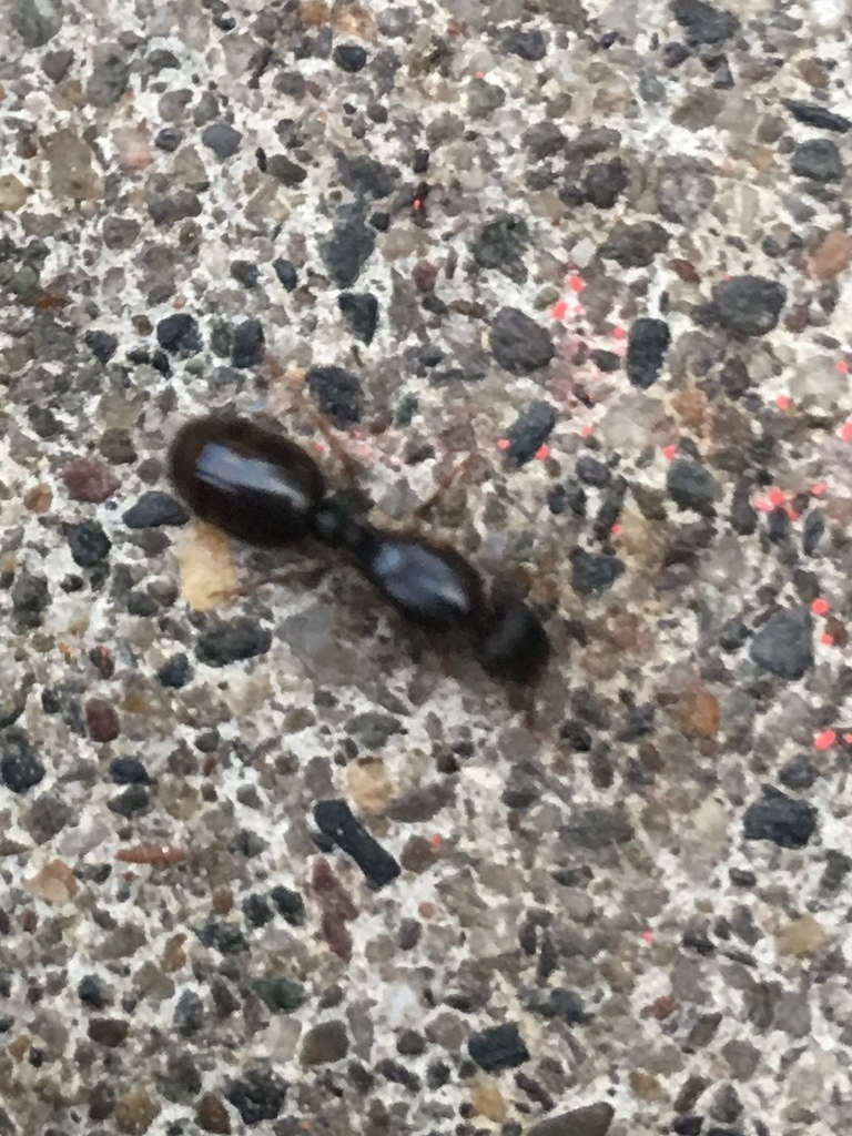 Immigrant Pavement Ant From 4730 Bollenbacher Ave Sacramento CA US