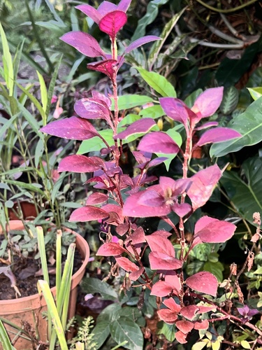 Euphorbia lagunillarum