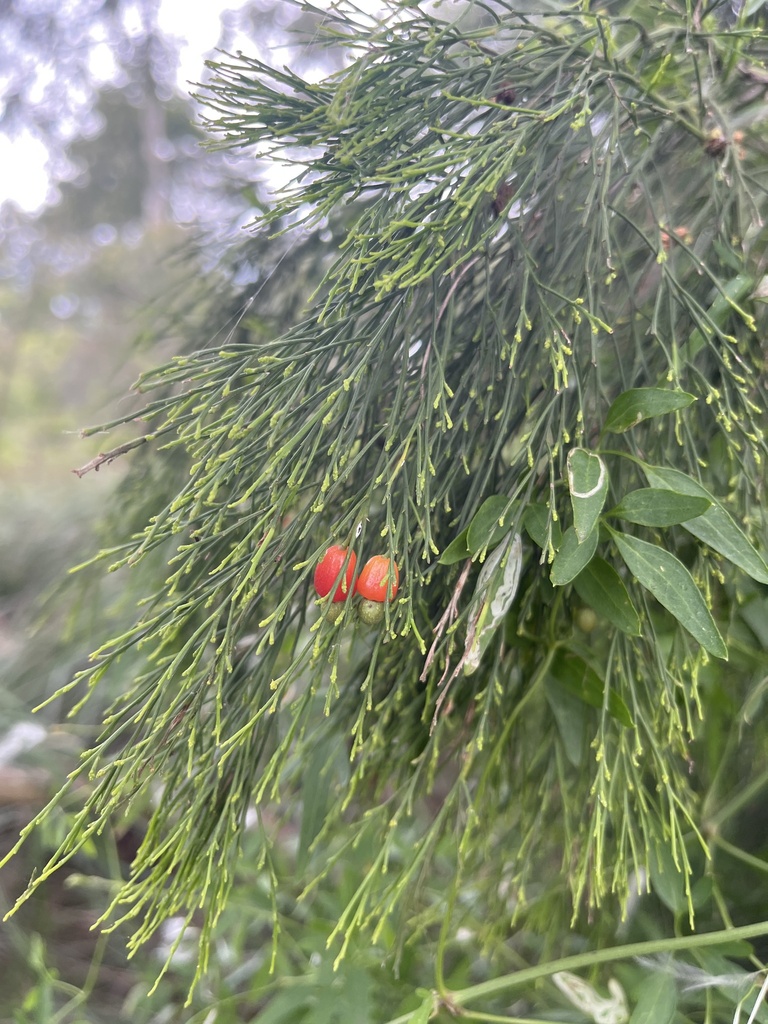 Cherry Ballart from Pacific Dr, Mooroolbark, VIC, AU on October 4, 2024