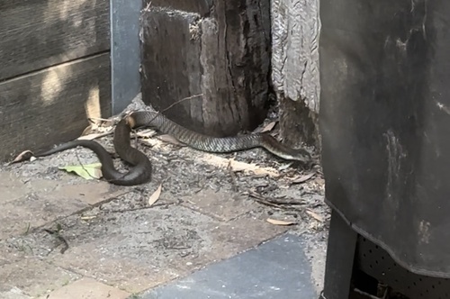 Tiger Snake sighting