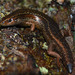 Southern Skink - Photo (c) Danilo Hegg, all rights reserved, uploaded by Danilo Hegg