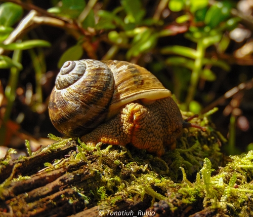 Humboldtiana fasciata