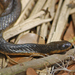 Delta Swampsnake - Photo (c) James W. Beck, all rights reserved, uploaded by James W. Beck