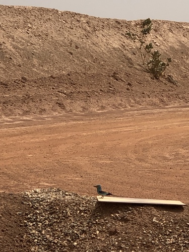 Abyssinian Roller