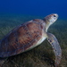 Green Sea Turtle - Photo (c) smoothcatfish, all rights reserved