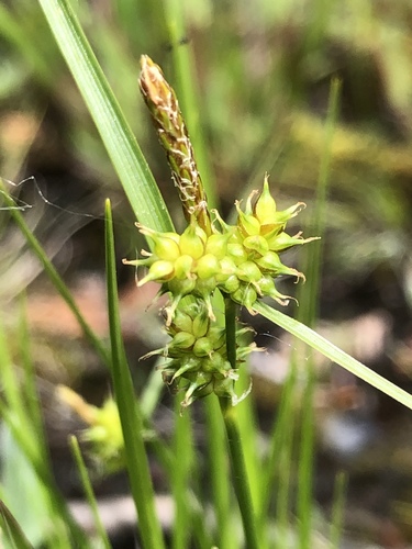 Carex X subviridula