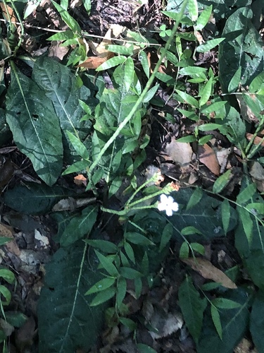 Elytraria caroliniensis var. caroliniensis
