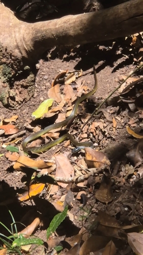 Common Tree Snake sighting