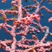 Observation photo