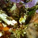 Observation photo
