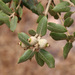 Quercus ilex - Photo (c) mjcorreia, όλα τα δικαιώματα διατηρούνται, uploaded by mjcorreia