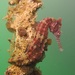 Observation photo
