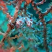 Observation photo