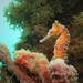 Observation photo